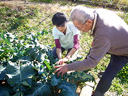 生きがい活動　園芸